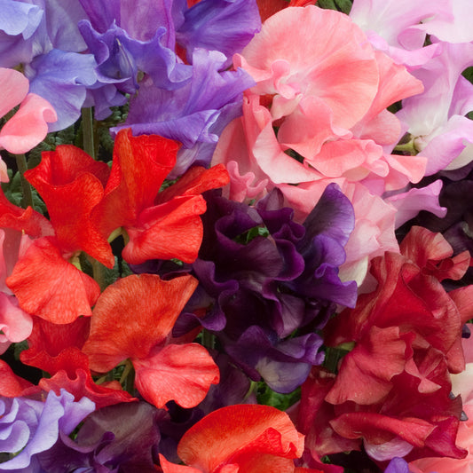 Sweet Pea 'Bouquet Mix'