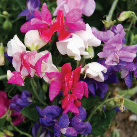 Sweet Pea 'Cupid Mix'