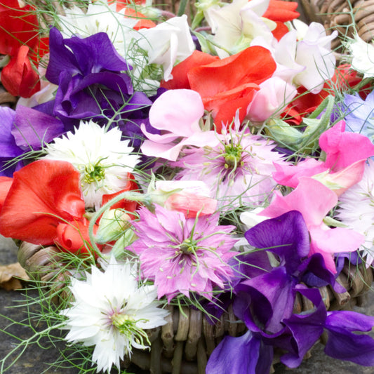 Sweet Pea 'Mammoth Mix'