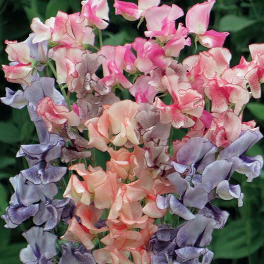 Sweet Pea 'Mixed Stripes'