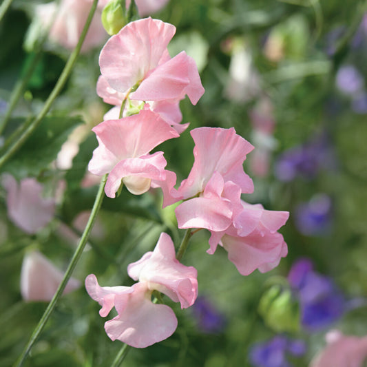 Sweet Pea 'Cupid Pink'