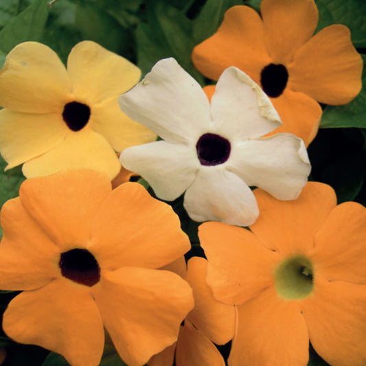 Thunbergia Mixed 'Black Eyed Suzie'