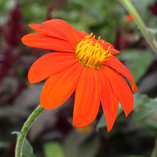 Tithonia 'Torch'