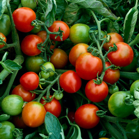 Tomato 'Red Alert'