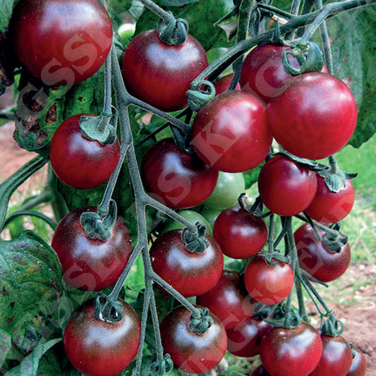 Tomato 'Rosella'