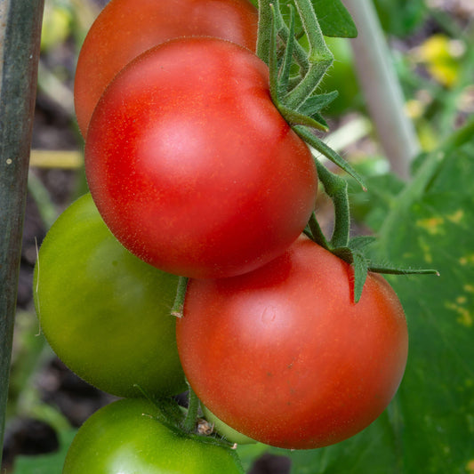 Tomato 'Shirley' F1