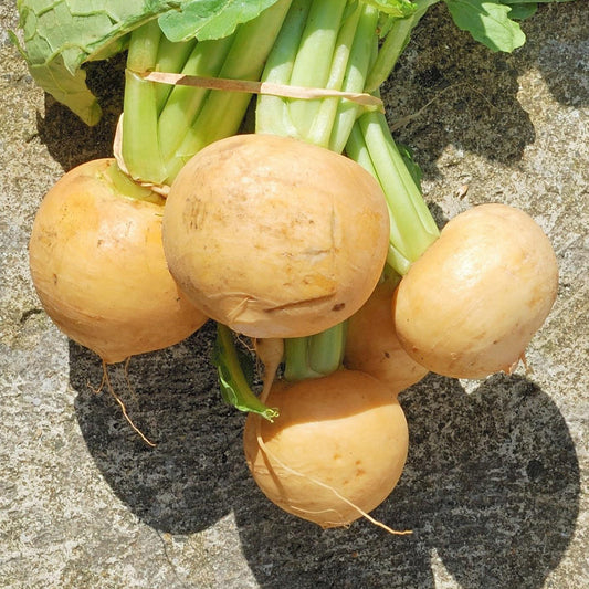 Turnip 'Golden Ball'