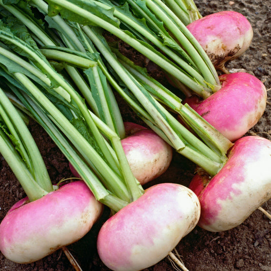 Turnip 'Milan Purple Top'