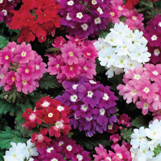 Verbena 'Mammoth Hybrids'