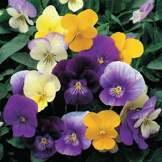 Viola 'Symphonia'