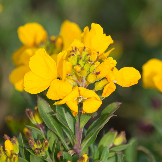 Wallflower 'Cloth Of Gold'