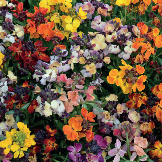 Wallflower 'Persian Carpet Mixed'