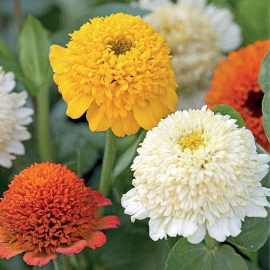 Zinnia Cresto Citrus Mixed