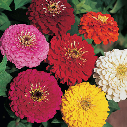 Zinnia 'Dahlia-Flowered Mixed'