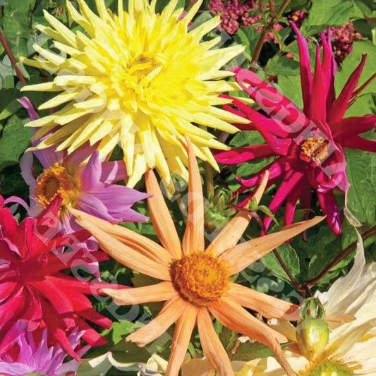 Dahlia Cactus Hybrids Mixed