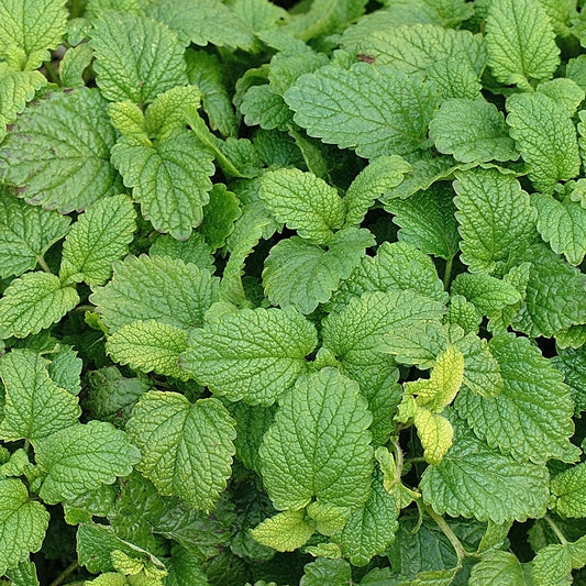 Lemon Balm