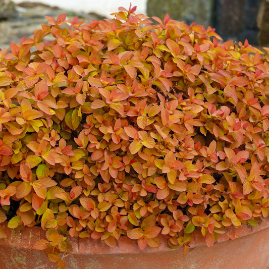 Spiraea 'Zen Spirit Caramel'