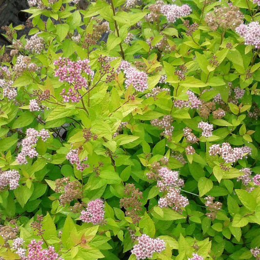 Spiraea 'Zen Spirit Gold'