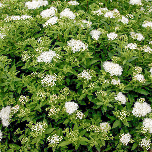 Spiraea 'Albiflora'