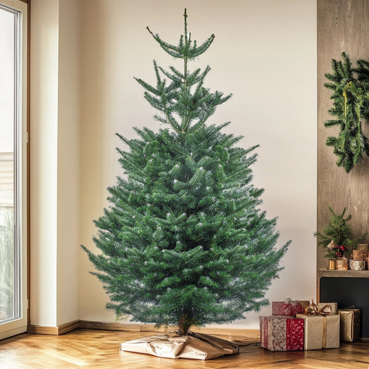 Subalpine Blue Fir Fresh Cut Christmas Tree