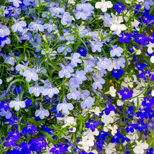 Trio Lobelia Trixi Blue Fashion Basket Plants