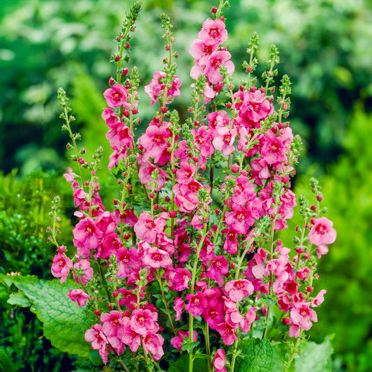 Verbascum 'Royalty'