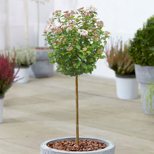 Viburnum tinus Patio Tree