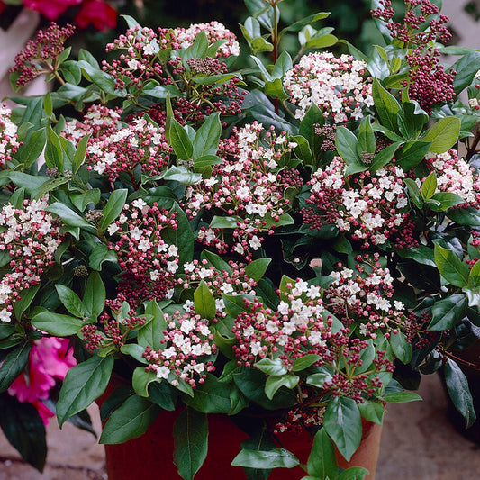 Viburnum 'Gwenllian'