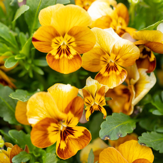 Viola Honeybee Bedding Plants