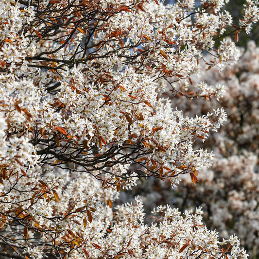 Amelanchier 'Robin Hill'