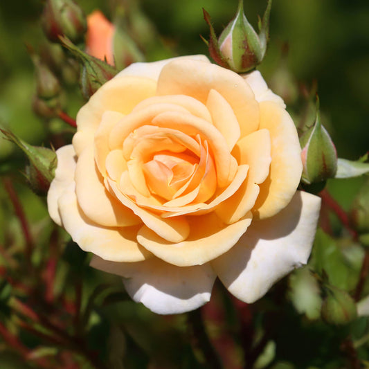 Apricot Rose