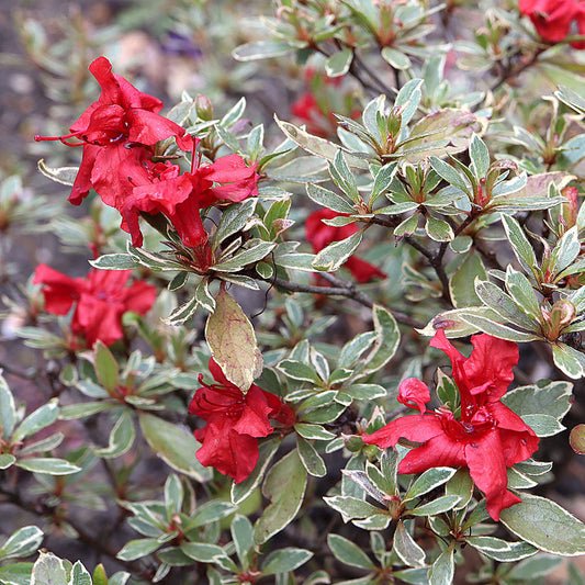 Azalea 'Hotshot Variegata'