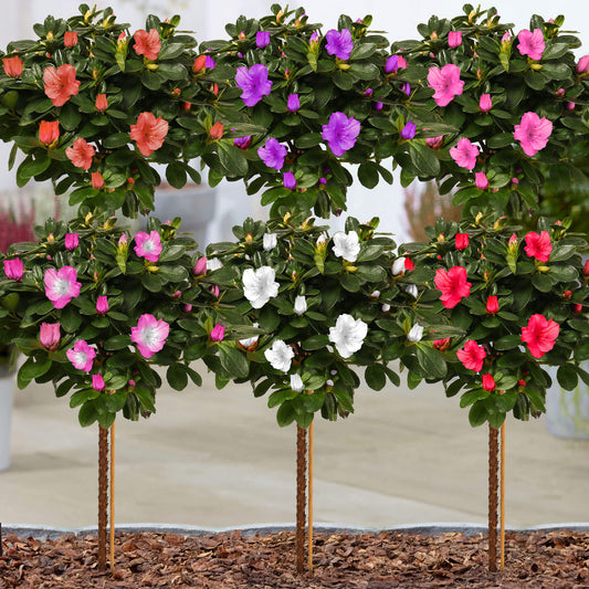 Azalea japonica Patio Tree Collection