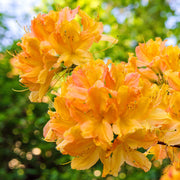 Azalea 'Orange'