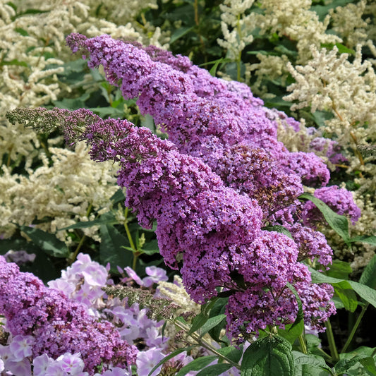 Buddleia 'Buzz Lavender'