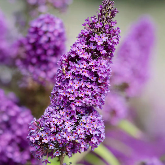 Buddleia 'Purple Emperor'