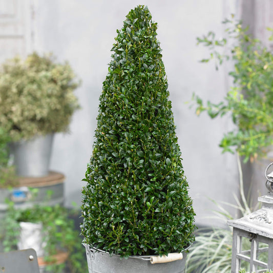 Buxus Pyramid Topiary Collection