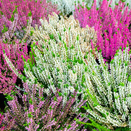 Calluna Heather Mix