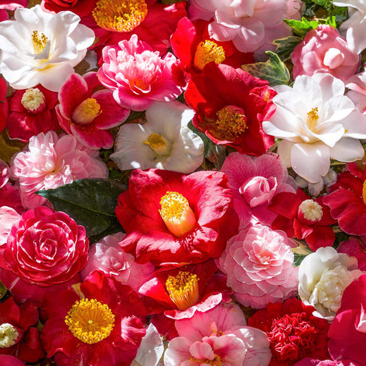 Camellia Patio Shrub Mix