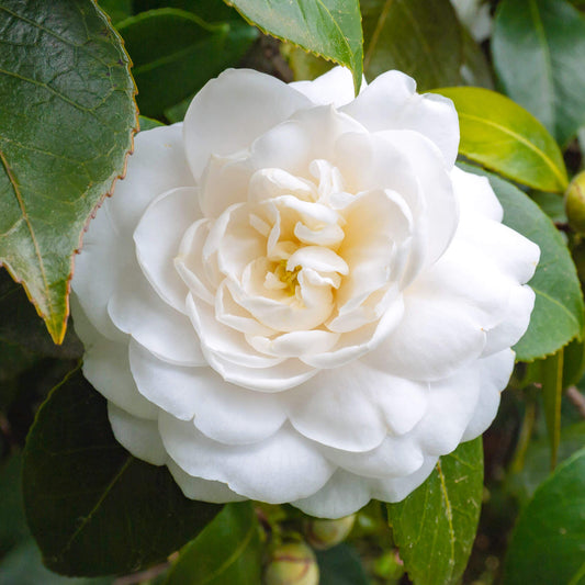 Camellia White