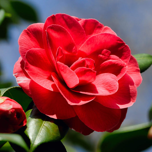 Camellia Red