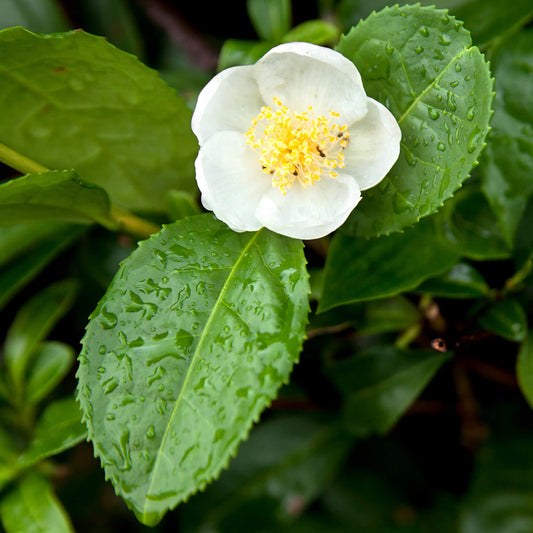 Camellia sinensis