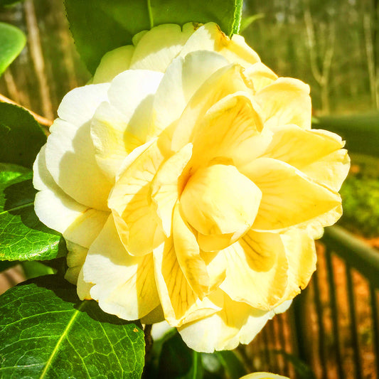 Camellia Yellow