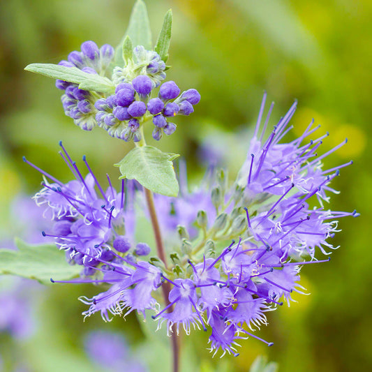 Caryopteris 'Heavenly Blue'