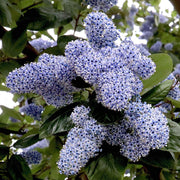 Ceanothus 'Trewithen Blue'