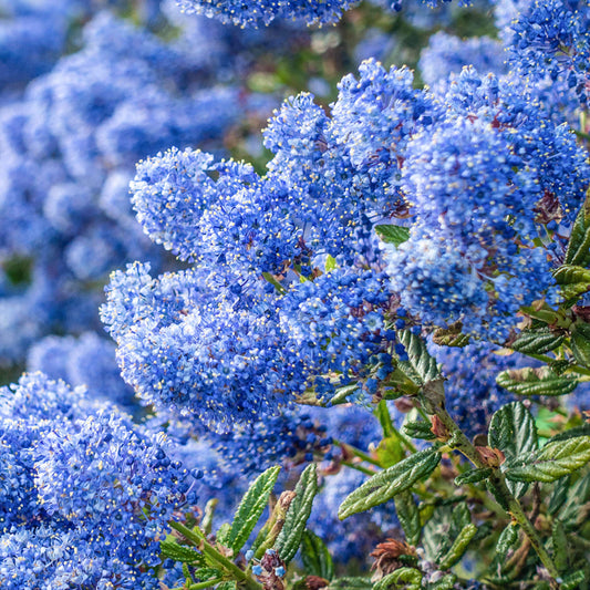 Ceanothus 'Victoria'