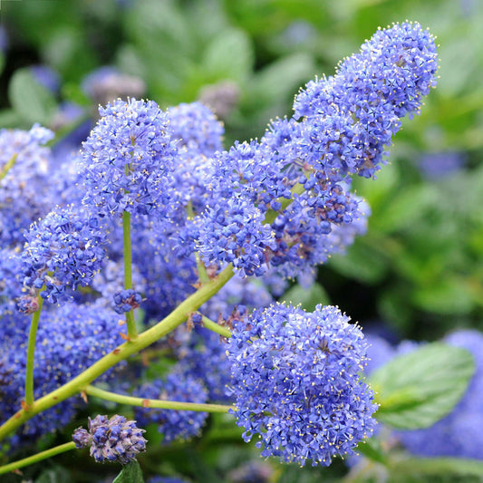 Ceanothus 'Yankee Point'