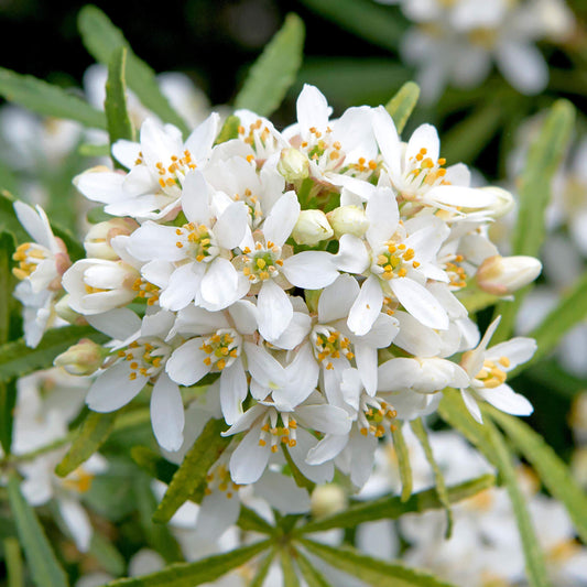 Choisya 'White Dazzler'