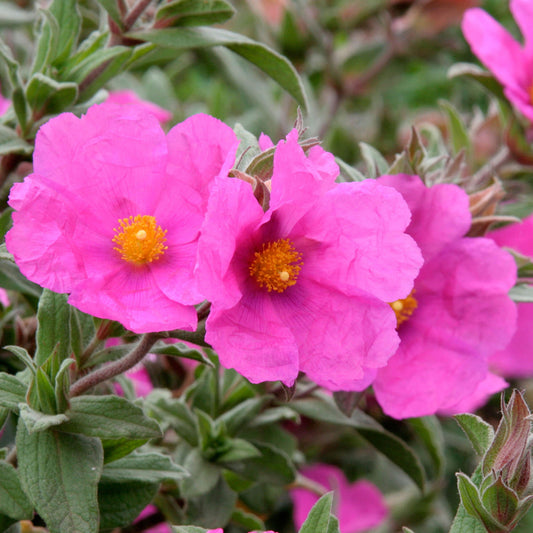 Cistus 'Sunset'