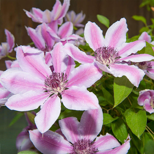 Clematis 'Nelly Moser'